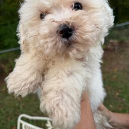 Bichon Frise puppies from Joyfull Pals