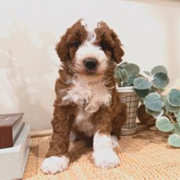 Boy 1 - Red  male Goldendoodle puppy in Sacramento, Utah from Little legacy doodles