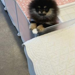 Rocky - Black and tan male Pomeranian puppy in Salem, Oregon from BP PUPS