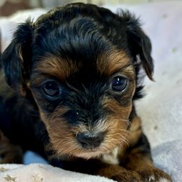 Yorkipoo puppies from Petite Joie Puppies