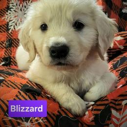 Blizzard - Light golden female Golden Retriever puppy in Fithian, Illinois from LOMAH Retrievers
