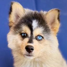 Wrangler - Tri-color male Pomsky puppy in Antioch, California from Golden State Pomskies