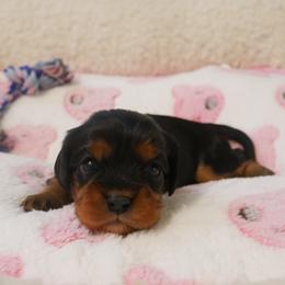Teagan - Black and tan female Cavalier King Charles Spaniel puppy in Marcellus, Michigan from Coolcreek Pets