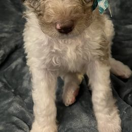 Aussiedoodles and Poodles from Covington Acres