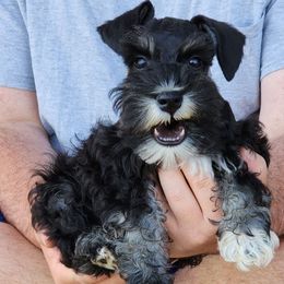 Pumba - Black and silver male Miniature Schnauzer puppy in Piedmont, Oklahoma from J&K's Miniature Schnauzers