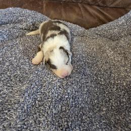 Red Merle Boy 2 CH sired - Blue merle male Border Collie puppy in Newalla, Oklahoma from Roughstock Border Collies and Dachshunds