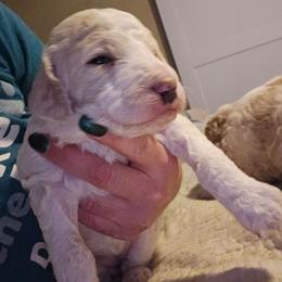 Buttercup (cream) - Parti female Poodle puppy in Snowflake, Arizona from TaylorMade Standard Poodles