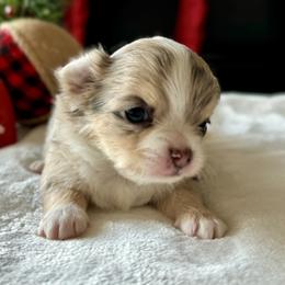 Chihuahua Puppies from Sunset Eves Chihuahuas