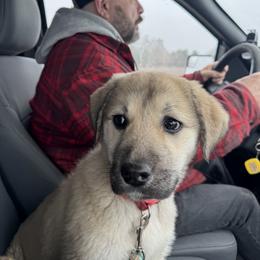Anatolian Shepherd Dog Puppies from Mcginnis Guardian Dogs