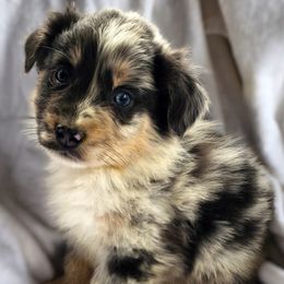 BMF - Blue merle female Australian Shepherd puppy in Sunbright, Tennessee from Laudrick Aussies