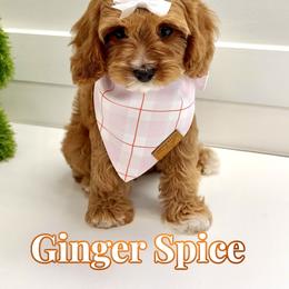 Ginger Spice - Red female Cavapoo puppy in Buford, Georgia from Petite Posh Puppies