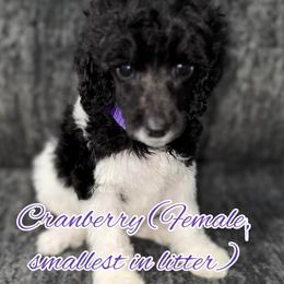 Cranberry (Purple Collar runt) - Parti female Poodle puppy in League City, Texas from Chauffeured Poodles