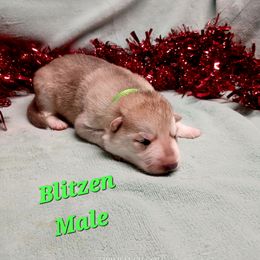 Blitzen (Green) - Sable male German Shepherd puppy in Bedias, Texas from TiPi S Ranch's German Shepherds