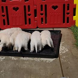 Golden Retriever Puppies from Southern Golden Retrievers