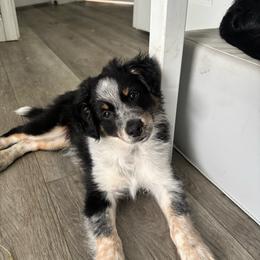 Lucien - Black tri male Miniature Australian Shepherd puppy in Valrico, Florida from Storybook Den Mini Aussies