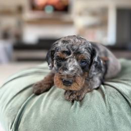 Brown - Merle male Cavapoo puppy in Indiahoma, Oklahoma from Farm Fresh Doodles