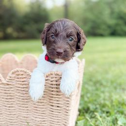 Rolo - Parti male Goldendoodle puppy in Ooltewah, Tennessee from Allison Family Doodles