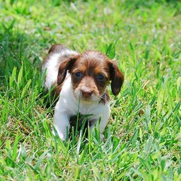 AKC Dolly - Red female Dachshund puppy in Billings, Missouri from Bundles of Joy