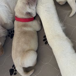 Labrador Retriever Puppies from Southern Sunshine Labradors