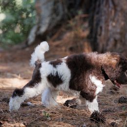 Poodle Puppies from Mystic Moon Poodles
