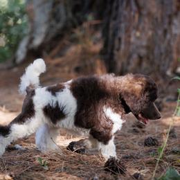 Poodle Puppies from Mystic Moon Poodles