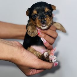 Yorkshire Terrier Puppies from A yorkie palace