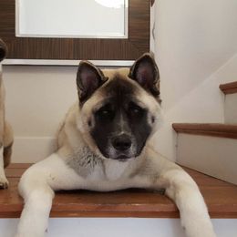 Akita from Ancient Knight Akitas