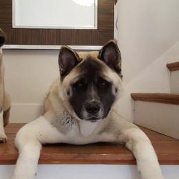 Akita from Ancient Knight Akitas