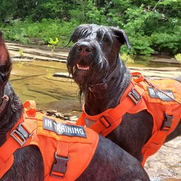Giant Schnauzers from Ogeno's Giants