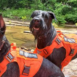 Giant Schnauzers from Ogeno's Giants