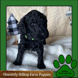 Black Blue Green Collar Boy - Blue male Poodle puppy in Charlo, Montana from Heavenly Hilltop Farm