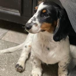 Dachshunds from Willies Weinies