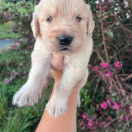 Purple collar - Golden female Golden Retriever puppy in Jesup, Georgia from Painted Platinum Retrievers (Painted Platinum Kennel) PPK
