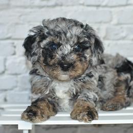 Cupid - Merle male Cockapoo puppy in Moulton, Iowa from Shondel Puppy Paws
