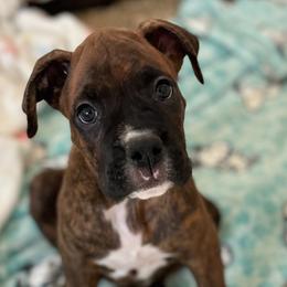 Boxer Puppies from Starlight Boxer Corner