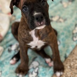 Boxer Puppies from Starlight Boxer Corner