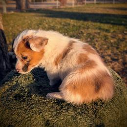 Sparrow - White and red female Pembroke Welsh Corgi puppy in Hotchkiss, Colorado from Bell S Ranch