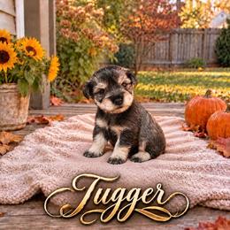 Tugger - Salt and pepper male Miniature Schnauzer puppy in Daisetta, Texas from Winfree’s Schnauzers