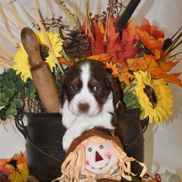 Lavender Collar - Liver white and tan female English Springer Spaniel puppy in Westmorland, California from IV Springers of California