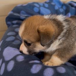 Sable Male 1 - Sable male Pembroke Welsh Corgi puppy in Weatherford, Texas from Flyin H Corgi’s