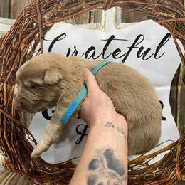 Boy 5 - Isabella male German Shepherd puppy in Pelham, North Carolina from P & P Shepherds