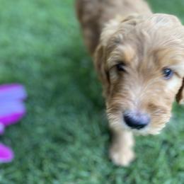 Goldendoodle Puppies from Dhalia’s Doodles