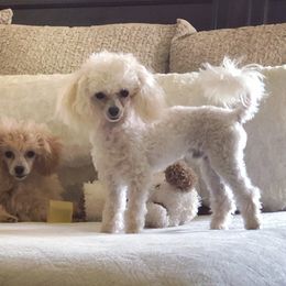 Louie - Poodle