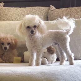 Louie - Poodle