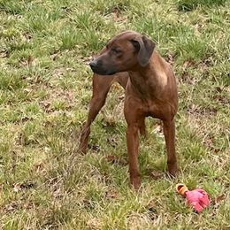 Olive - Rhodesian Ridgeback