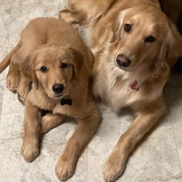 Golden Retriever Puppies from Elevation Retrievers