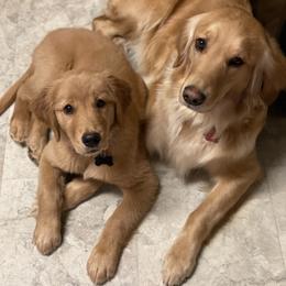 Golden Retriever Puppies from Elevation Retrievers