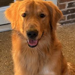 Golden Retriever puppies from RFGoldens