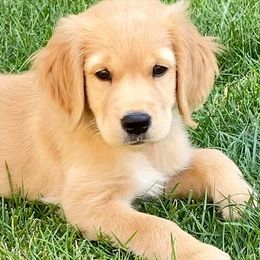 Golden Retrievers from Creme Brulee Goldens