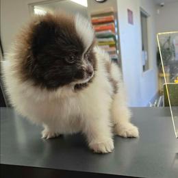 Grace - Chocolate parti male Pomeranian puppy in Smithville, Texas from Lafary Poms